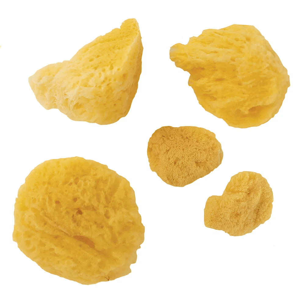 Artists' Natural Sponge